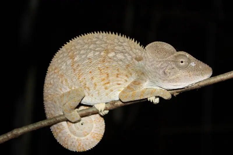 Malagasy Giant Chameleon, Furcifer oustaleti, Ankarana, N Madagascar