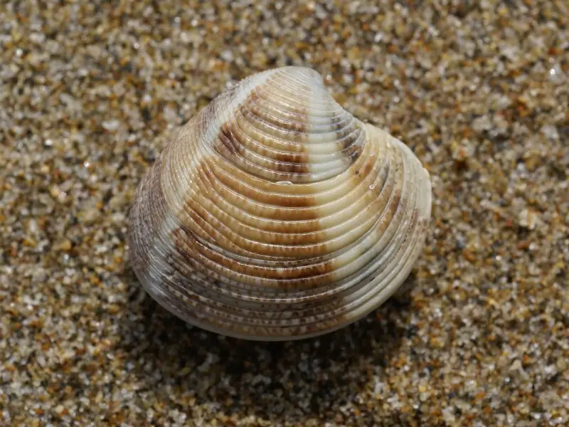 Striped venus clam near Riumar, Baix Ebre, Catalonia, Spain