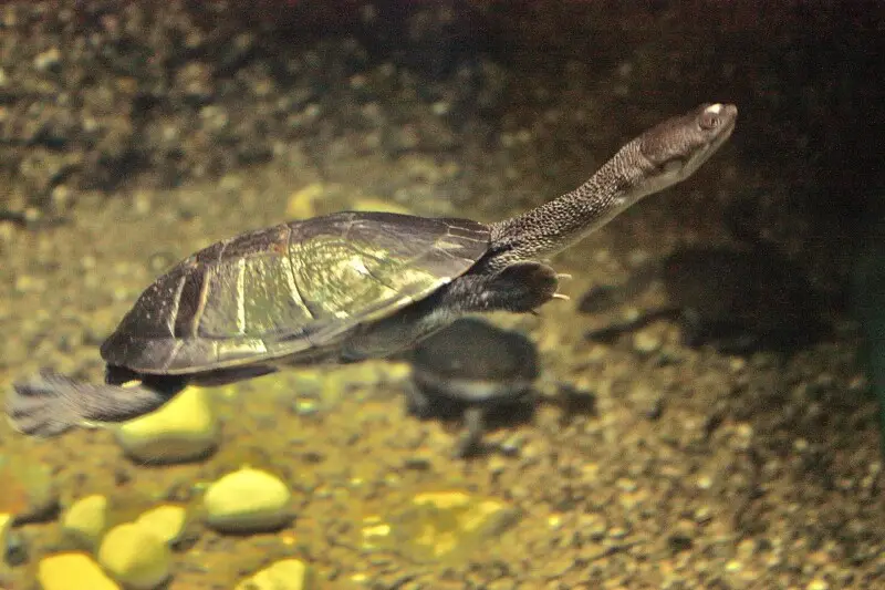 Roti Island snake-necked turtle - Facts, Diet, Habitat & Pictures on ...