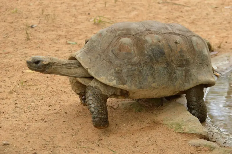 Yellow-footed tortoise - Facts, Diet, Habitat & Pictures on Animalia.bio