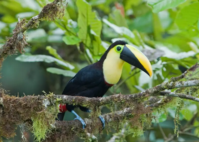 Choco toucan (Ramphastos Brevis)