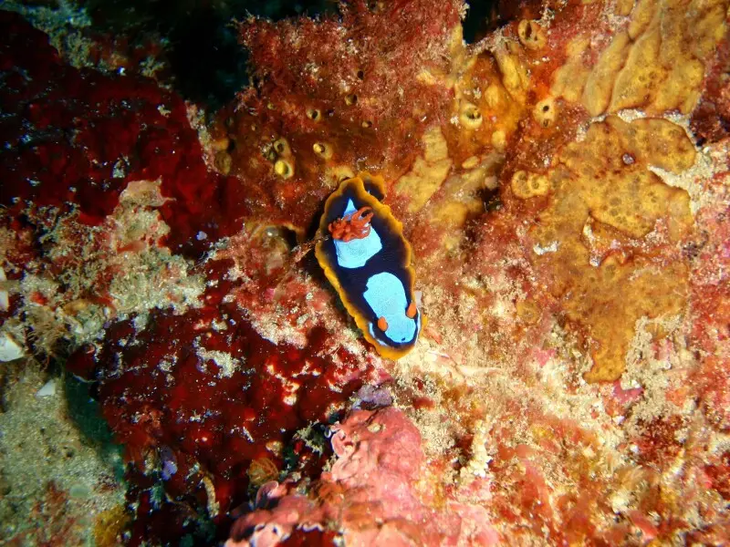 Western Austrakian chromodorid Chromodoris westraliensis at Michaelmas Reef in King George Sound, Western Australia