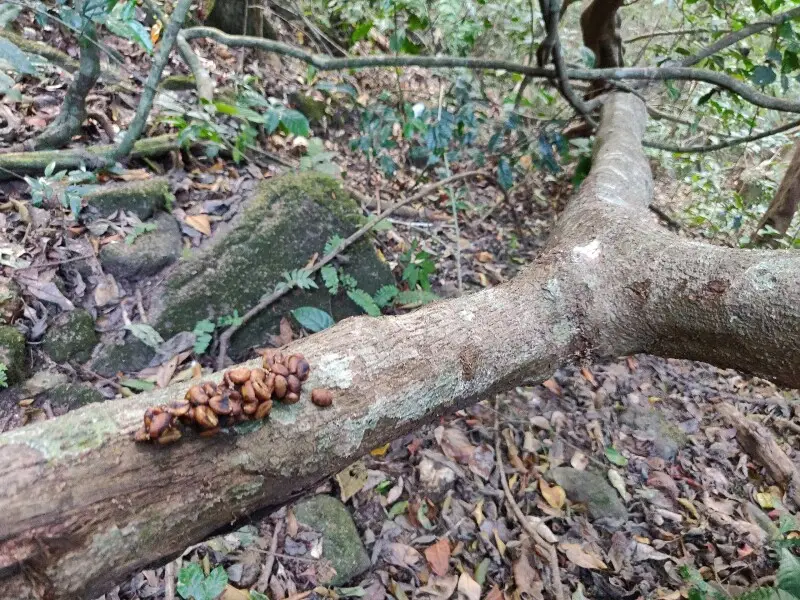 Civet scat, probably of brown palm civet, with coffee seeds, in a rainforest in the Anamalai Hills, Western Ghats, India