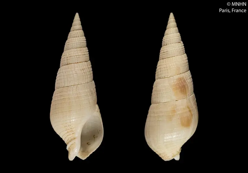 PRESERVED_SPECIMEN; Fusus subgranulatus Petit de la Saussaye, 1851; Type status: 	SYNTYPE; Identified by:	N/A; Individual count:	1; Event date: 	N/A