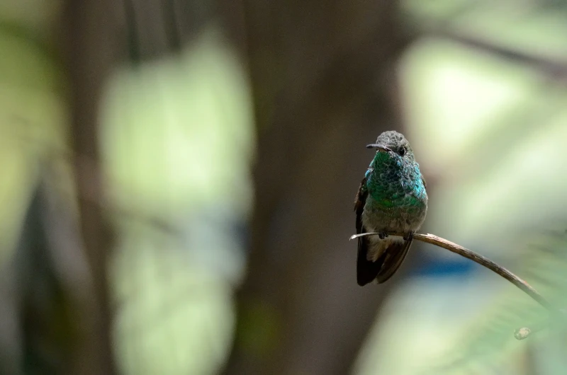 Berylline hummingbird