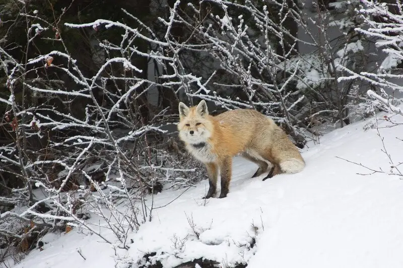 On my way down from Paradise in Mount Rainier National Park in January, I spotted this Cascade Red Fox along the side of the road in the snow and pulled off in the adjacent pullout to snap her picture, and then to chase her away. Red foxes like this one h
