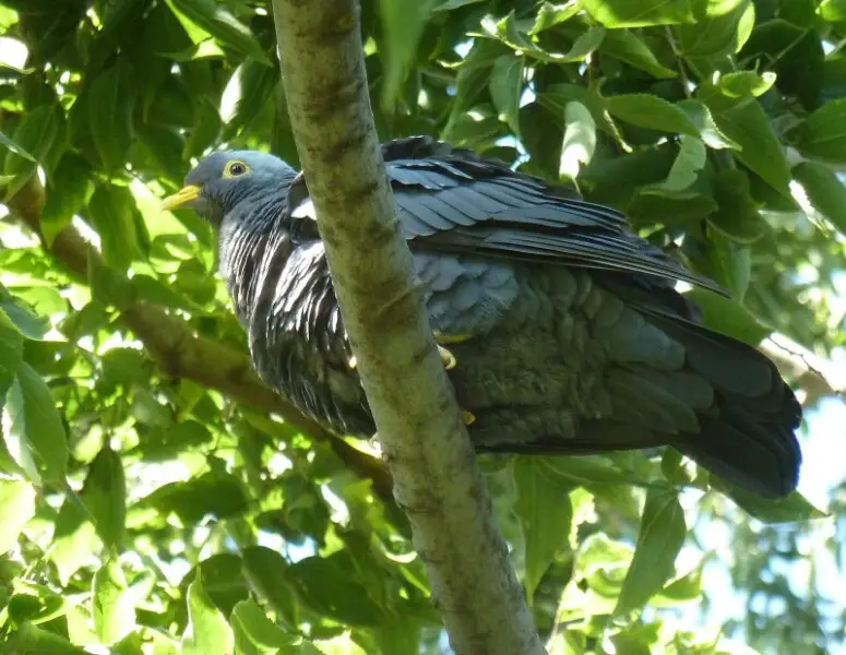 A male African Olive Pigeon roosting near a female in a Celtis tree in the gardens of the Union Buildings, Pretoria