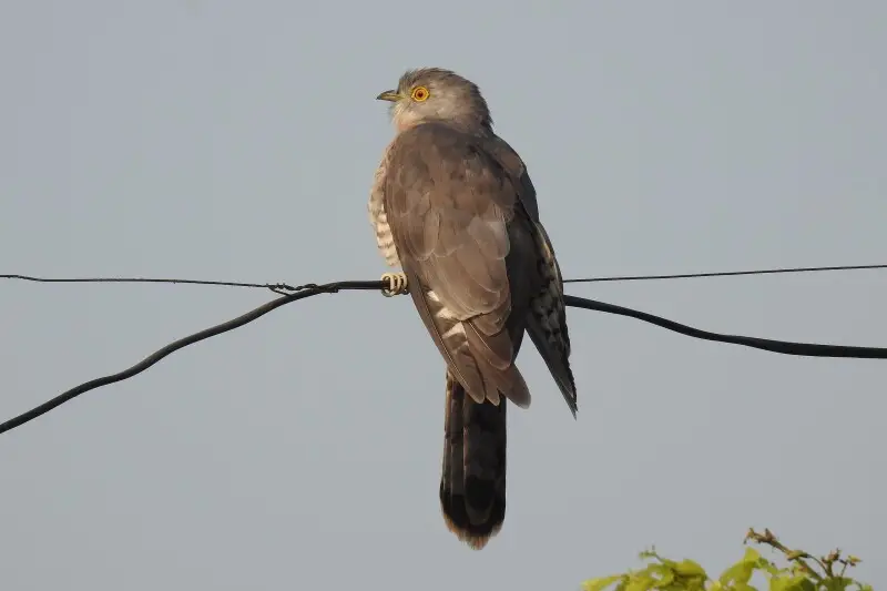 Common hawk-cuckoo - Facts, Diet, Habitat & Pictures on Animalia.bio