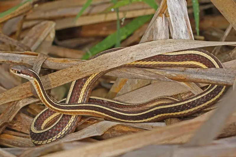 Thamnophis Sauritus Sauritus - Facts, Diet, Habitat & Pictures On ...