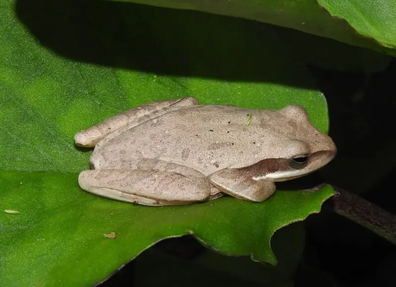 Common Tree Frog Polypedates maculatus. Clicked by Dr. Raju Kasambe at Goregaon, Mumbai, Maharashtra