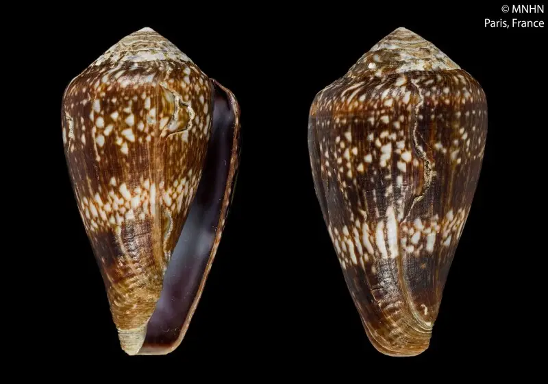 PRESERVED_SPECIMEN; Conus mercator Linneaus, 1758 (synonym: Lautoconus fernandi Petuch &amp; Berschauer, 2018); Type status: 	HOLOTYPE; Identified by:	N/A; Individual count:	1; Event date: 	N/A