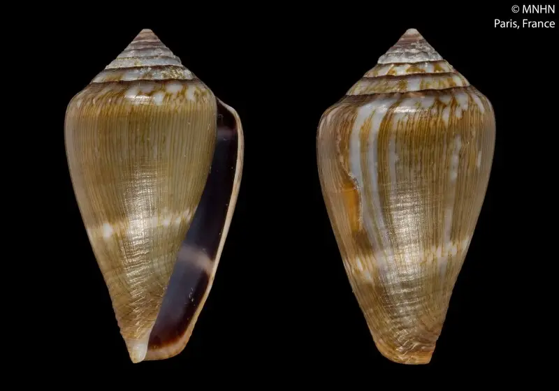 PRESERVED_SPECIMEN; Conus guinaicus Hwass in Brugui?re, 1792 (synonym: Lautoconus gambiensis Petuch &amp; Berschauer, 2018); Type status: 	HOLOTYPE; Identified by:	N/A; Individual count:	1; Event date: 	N/A