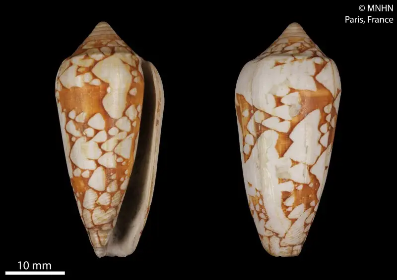 Conus magnificus Facts, Diet, Habitat & Pictures on Animalia.bio