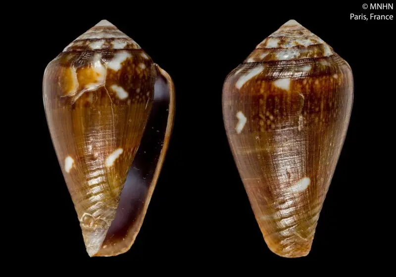 PRESERVED_SPECIMEN; Conus mercator Linnaeus, 1758 (synonym: Lautoconus rikae Petuch &amp; Berschauer, 2018); Type status: 	HOLOTYPE; Identified by:	N/A; Individual count:	1; Event date: 	N/A