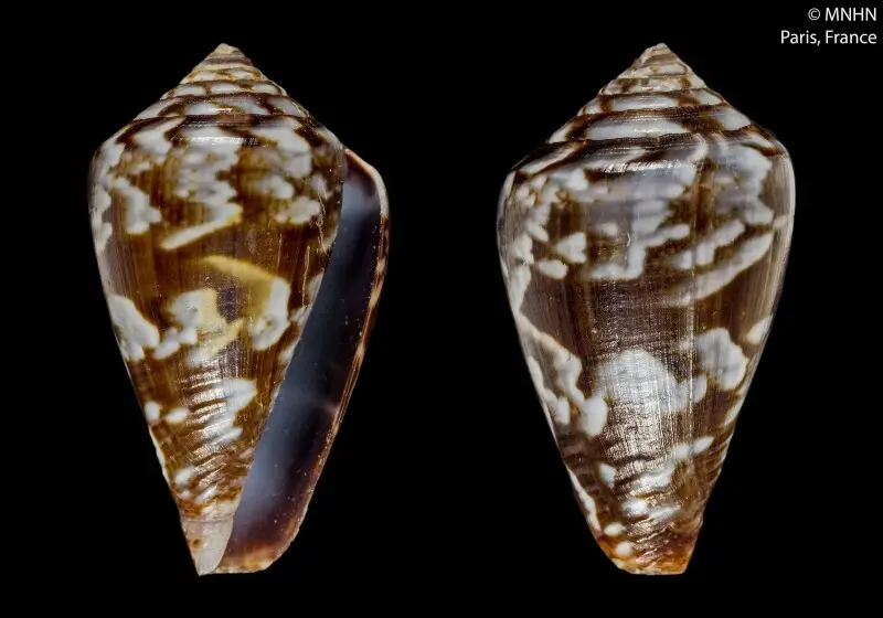 PRESERVED_SPECIMEN; Conus guinaicus Hwass in Brugui?re, 1792 (synonym: Lautoconus wolof Petuch &amp; Berschauer, 2018); Type status: 	HOLOTYPE; Identified by:	N/A; Individual count:	1; Event date: 	N/A