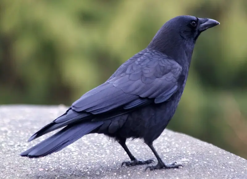 A Northwestern Crow at Stanley Park, Vancouver, British Columbia, Canada.