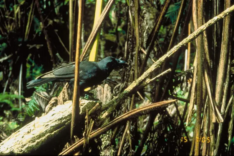 Hawaiian Crow (Corvus hawaiiensis).