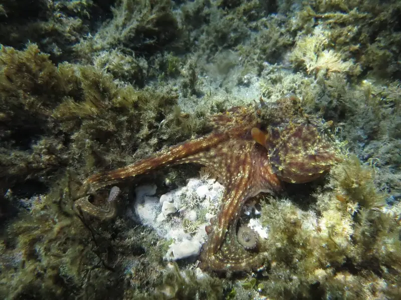 Common octopus - Facts, Diet, Habitat & Pictures on Animalia.bio