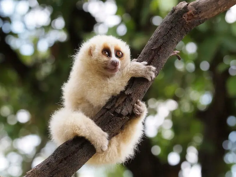 The Javan slow loris (Nycticebus javanicus) is a strepsirrhine primate and a species of slow loris native to the western and central parts of the island of Java, in Indonesia.  It is most closely related to the Sunda slow loris and the Bengal slow loris (
