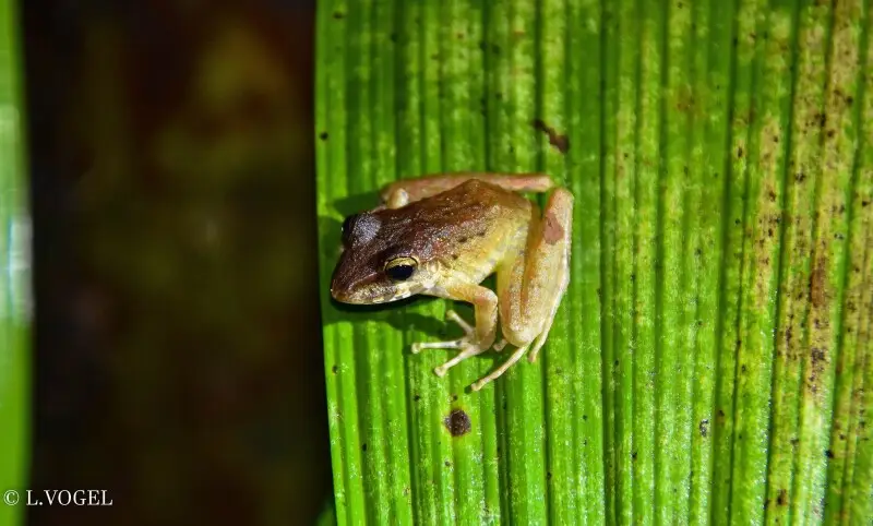 Craugastor fitzingeri observed at Selva Verde in Costa Rica