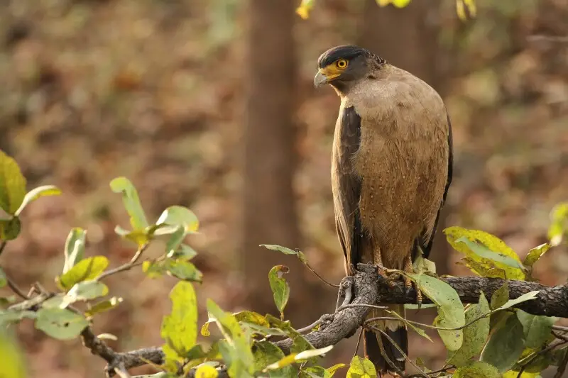 south nicobar serpent eagle