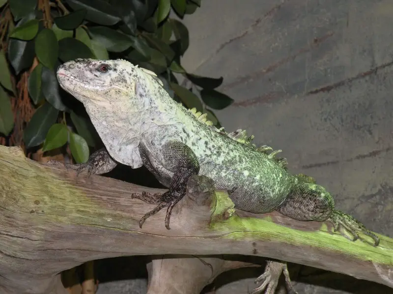 A Utila iguana (Ctenosaura bakeri) in Diergaarde Blijdorp (Rotterdam Zoo)