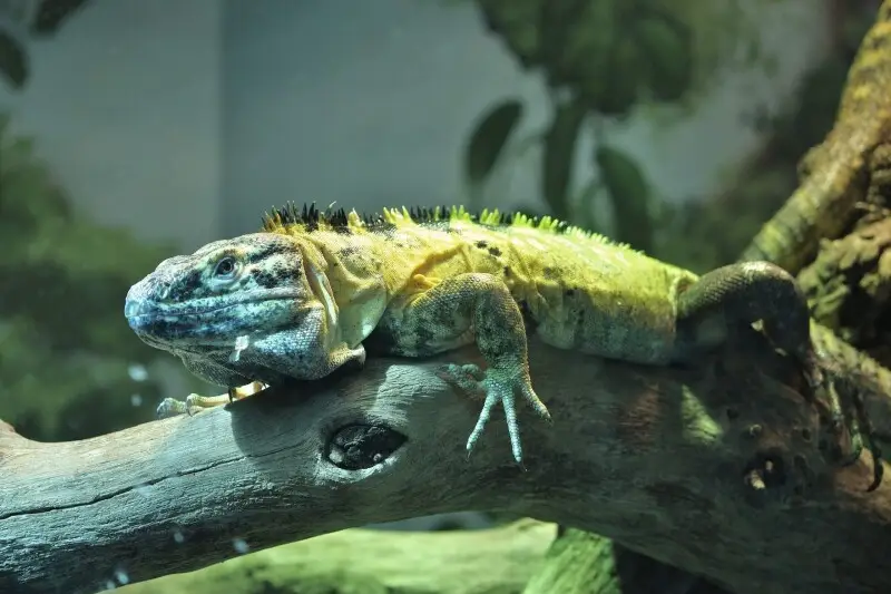 Mexican Spiny-tailed Iguana (Ctenosaura pectinata). Denver Zoo, Denver, Colorado.