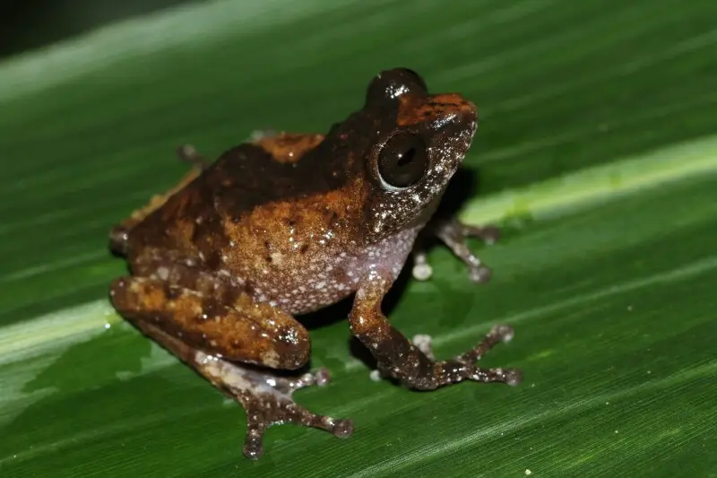 frog from western Ghats