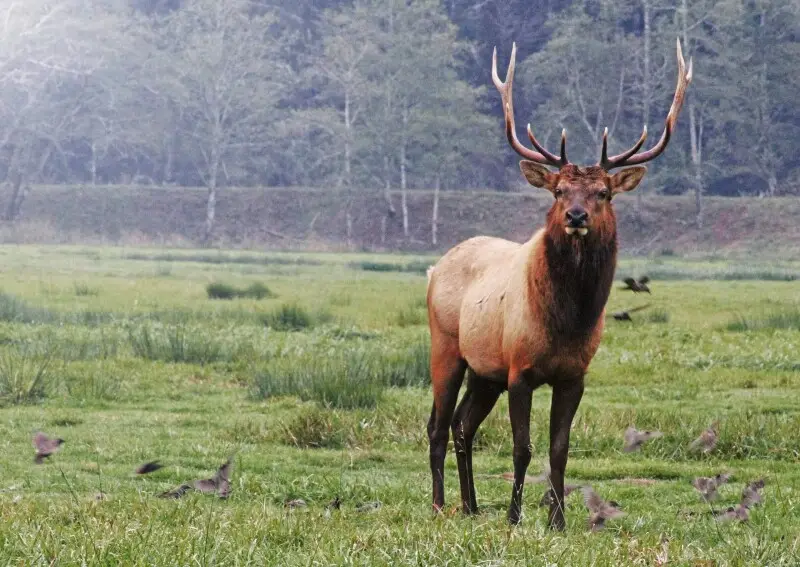 Join us at the BLM's Coos Bay District where we're getting some amazing photos of Roosevelt elk in the wild!
The Dean Creek Elk Viewing Area is the year-round residence for a herd of about 100 Roosevelt elk. A mild winter climate and abundant food allow O