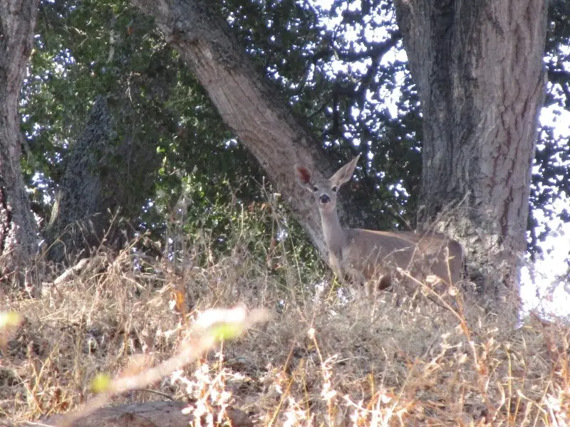 A deer standing under the shade of a tree.