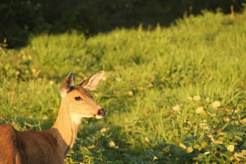 Deer in field sticking tongue out. Taken in Maple Ridge, British Columbia.
