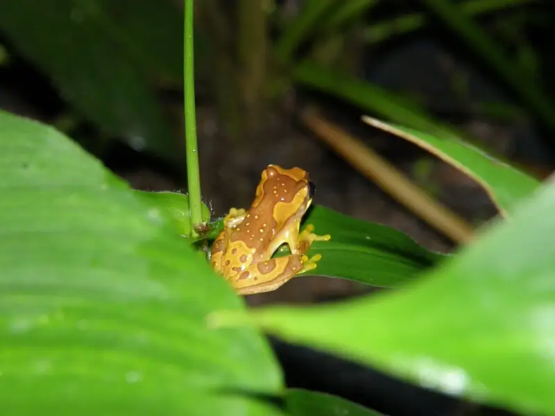 Dendropsophus ebraccatus Fakten, Ernährung, Lebensraum & Bilder auf