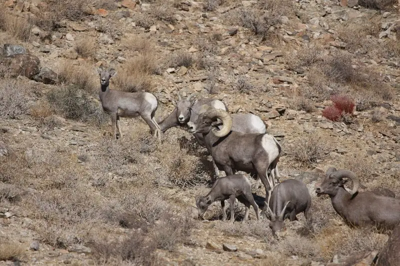 Desert Big Horn Sheep(Ovis canadensis nelsoni) in Joshua Tree National Park.