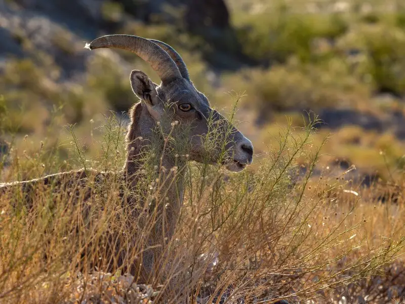 Desert bighorn sheep Facts, Diet, Habitat & Pictures on Animalia.bio
