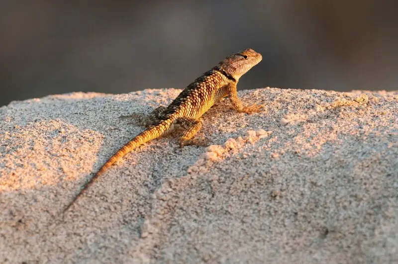 Desert Spiny Lizard (Sceloporus magister), Joshua Tree National Park. NPS/Brad Sutton
