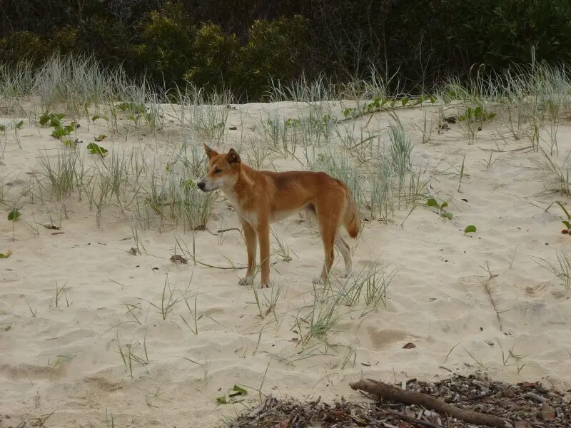 Canis lupus dingo an der S?dspitze von Fraser Island