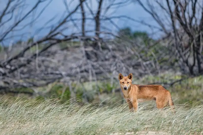 The iconic Australian dingo, which is commonly found on the largest sand island in the word, Queensland's Fraser Island.
