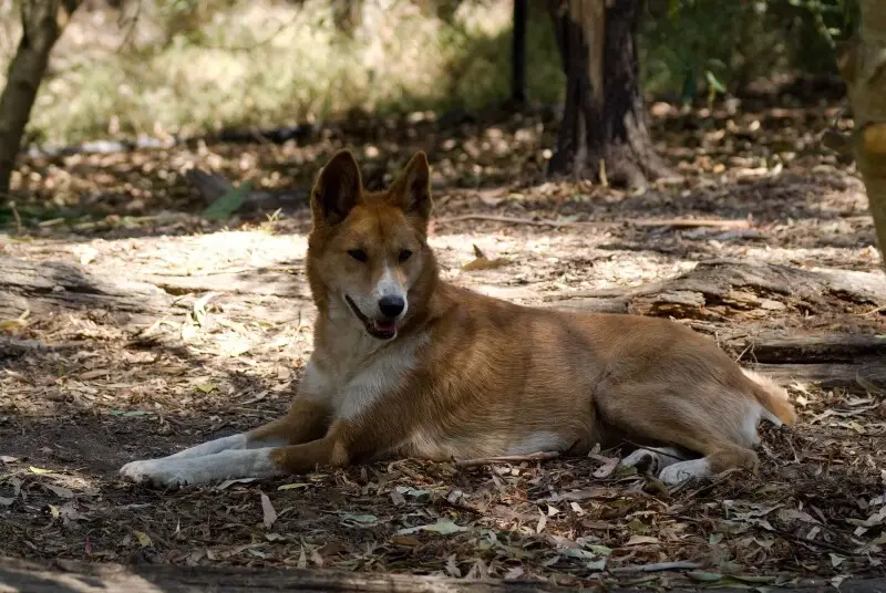 a dingo who is just relaxing&#160;;)