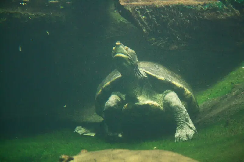 10 Interesting Facts About Giant South American River Turtle (Podocnemis expansa)