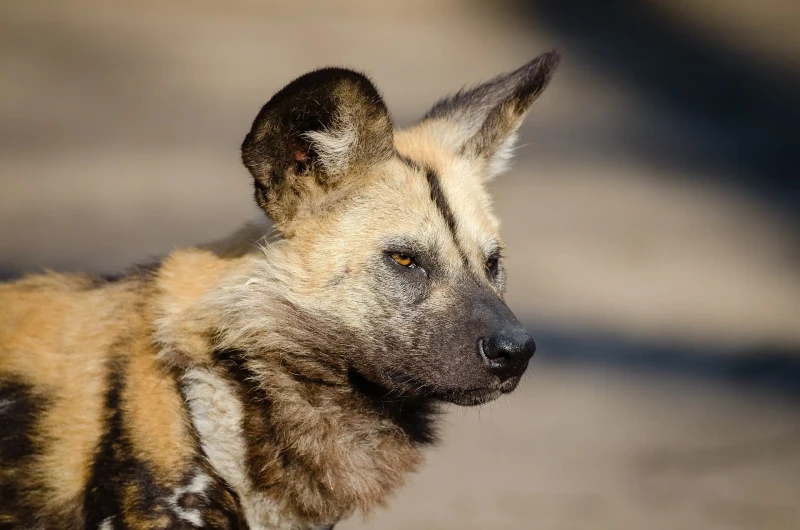 East African wild dog