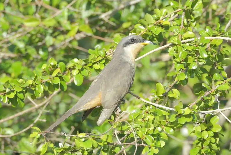 Mangrove Cuckoo Coccyzus minor. Dominican Republic, near La Romana.