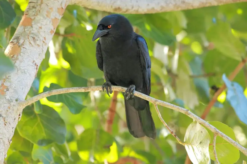 White-necked Crow Corvus leucognaphalus. Dominican Republic, near La Romana.