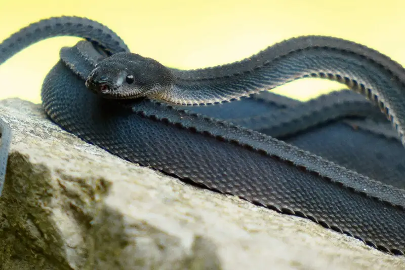 Dragon Snake, Xenodermus javanicus