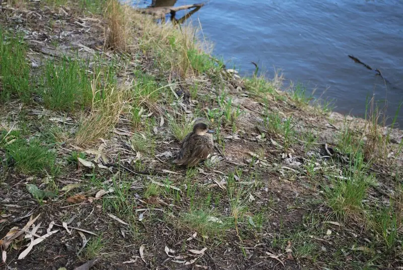 A duck on the banks of the en:Murray River at en:Barmah, Victoria