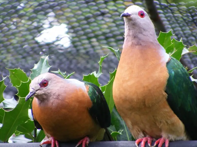 Two Purple-tailed Imperial-pigeons at London Zoo, England.