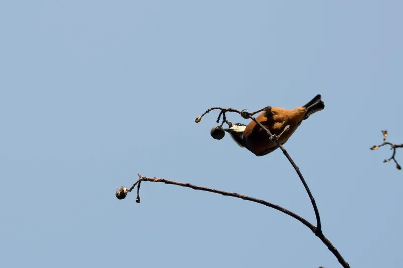 Sittiparus castaneoventris Facts, Diet, Habitat & Pictures on