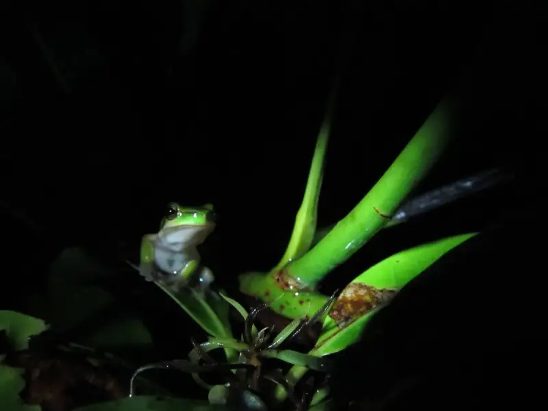 Eastern dwarf tree frog Facts, Diet, Habitat & Pictures on Animalia.bio