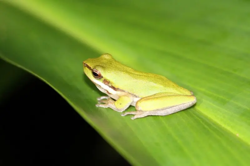 Eastern dwarf tree frog Facts, Diet, Habitat & Pictures on Animalia.bio