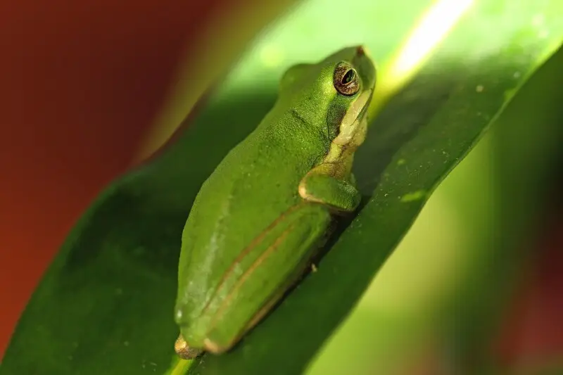 Eastern dwarf tree frog Facts, Diet, Habitat & Pictures on Animalia.bio