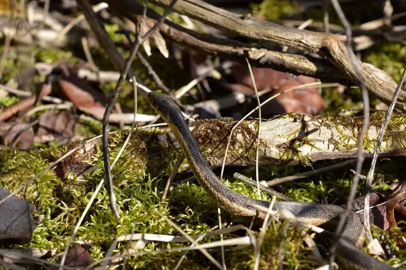 Common Garter Snake - Facts, Diet, Habitat & Pictures On Animalia.bio